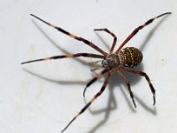 Argiope dietrichae DSC09907 edit